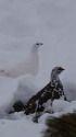 燕岳の白雷鳥