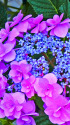 紫陽花～2022～10