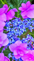 紫陽花～2022～15