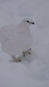 燕岳の白雷鳥9