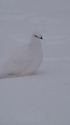 燕岳の白雷鳥10