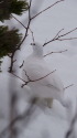 燕の白雷鳥13