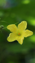 ニガウリの花