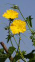 ひようたんの花
