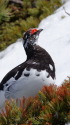 爺ヶ岳の雄雷鳥2