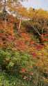 山の紅葉