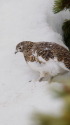白馬岳の雌雷鳥
