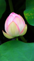 蓮の花・2