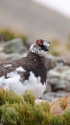 白馬岳の雄雷鳥4