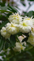 散歩道の花 2022ー8-26