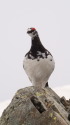 白馬岳の雄雷鳥5