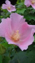 芙蓉