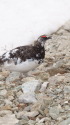 白馬岳の雄雷鳥10