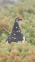 継子岳の雄雷鳥2