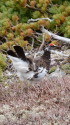 蝶ヶ岳の雄雷鳥