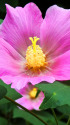 芙蓉・2