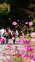 秋桜