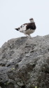 継子の雄雷鳥