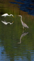 鷺さんたち
