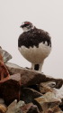 雷鳥坂の雄雷鳥3