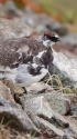 船越ノ頭の雄雷鳥