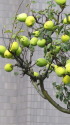 花梨の実