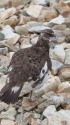 小蓮華山の雄雷鳥