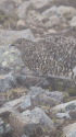 小蓮華山の雌雷鳥