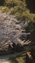 桜咲く
