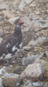 小蓮華山の雄雷鳥3