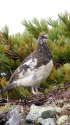 小蓮華山の雄雷鳥6