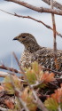 小蓮華山の雌雷鳥4