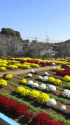 秋の風物詩♪ざる菊