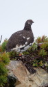 仙丈ヶ岳の雄雷鳥2