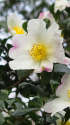 山茶花