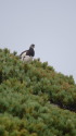 仙丈ヶ岳の雄雷鳥4