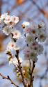 十月桜