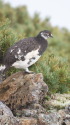 仙丈ヶ岳の雄雷鳥5