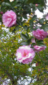 山茶花