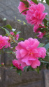 山茶花