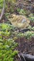 継子岳のチビ雷鳥2