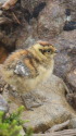 継子岳のチビ雷鳥3