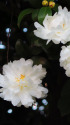 山茶花