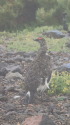 継子岳の雄雷鳥