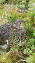 継子岳のママ雷鳥4