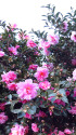 山茶花