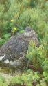 継子岳のママ雷鳥5