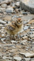 蝶ヶ岳のチビ雷鳥2