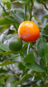 金柑の実