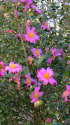 山茶花のメジロ